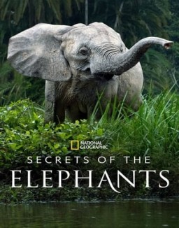 Secrets of the Elephants online For free
